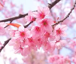 国内外稳定好用的机场推荐付费梯子梯子软件排行知乎免费推荐-机场节点购买