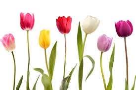 Android安卓机场设置必备技巧，安卓如何设置机场-机场节点购买