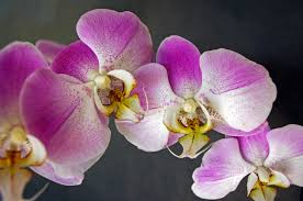 Create Melon Account and Verified Melon Account-机场节点购买