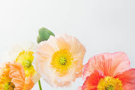 Express机场推出梯子浏览器插件，支持Chrome和Firefox浏览器！-机场节点购买