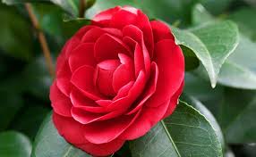 Mac梯子回国内机场推荐-机场节点购买