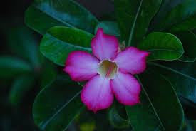 PC电脑Windows梯子回国机场推荐-机场节点购买