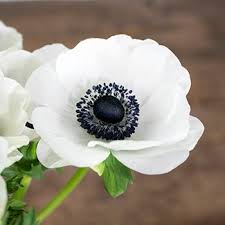 安全快速最好的日本机场推荐稳定可用的梯子软件-机场节点购买