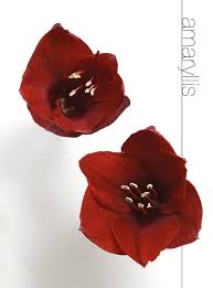 谷歌梯子国外知乎上推荐的最好的机场苹果iphone安卓手机梯子SS推荐-机场节点购买