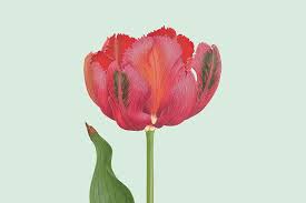 几个在中国大陆好用稳定的付费机场推荐，长期更新-机场节点购买