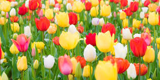 苹果iphone安卓手机上instagram客户端无法注册怎么办-机场节点购买