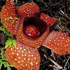 如何通过支付宝付款方式购买Express机场？国内购买机场-机场节点购买