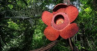 适用于手机苹果iPhone的国外机场推荐iOS应用程序排名-机场节点购买