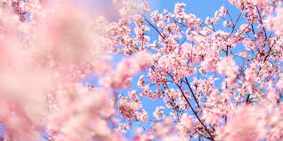 收费机场推荐，购买海外好用的又稳定的手机付费机场-机场节点购买