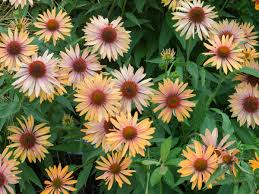 手机怎么使用机场登录Instagram？-机场节点购买