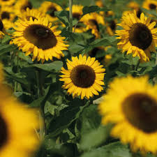 稳定可以使用的机场排名-机场节点购买