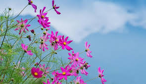 香港机场服务商Pure机场测评-机场节点购买