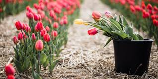 知乎免费推荐手机最新梯子方法国外付费机场梯子安卓苹果ios好用的机场加速器最值得推荐的付费ssr梯子教程-机场节点购买