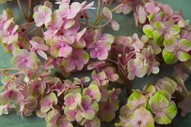 知乎推荐如何通过支付宝付款方式购买Vypr机场-机场节点购买