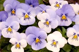 知乎推荐相对比较好的付费梯子pc电脑免费梯子软件游戏谷歌安卓手机SS梯子-机场节点购买