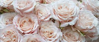 知乎推荐最好的Express机场 常见问题集锦-机场节点购买