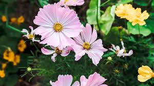 中国付费机场推荐|国外收费机场哪个好用-机场节点购买