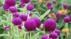 最好的梯子回国机场推荐：最新海外华人回国机场软件-机场节点购买