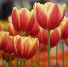 最新节点方法稳定的安卓手机苹果ios梯子目前可以用的付费加速器vnp软件国外机场排行榜-机场节点购买